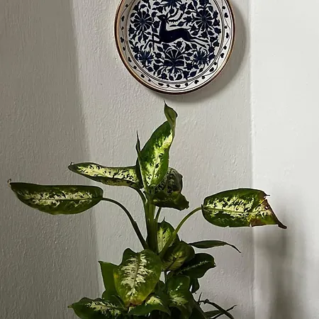 Ma'gia Apartment Fresonara (Piedmont)